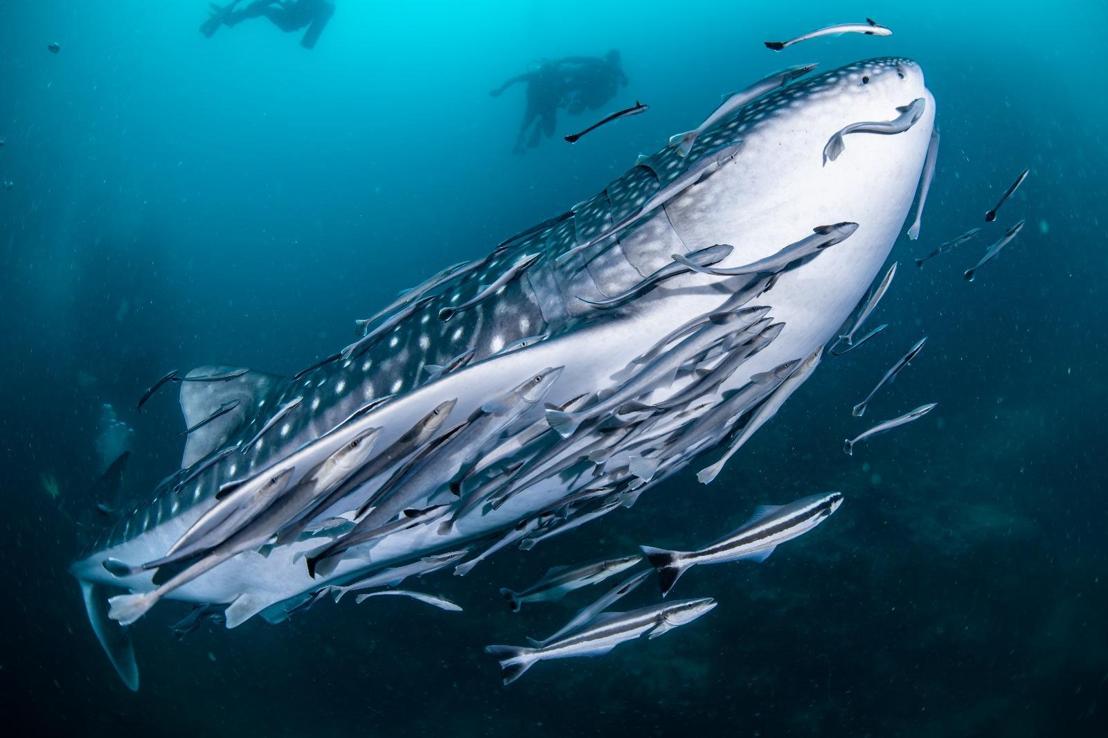 Diving Tour Sail Rock
