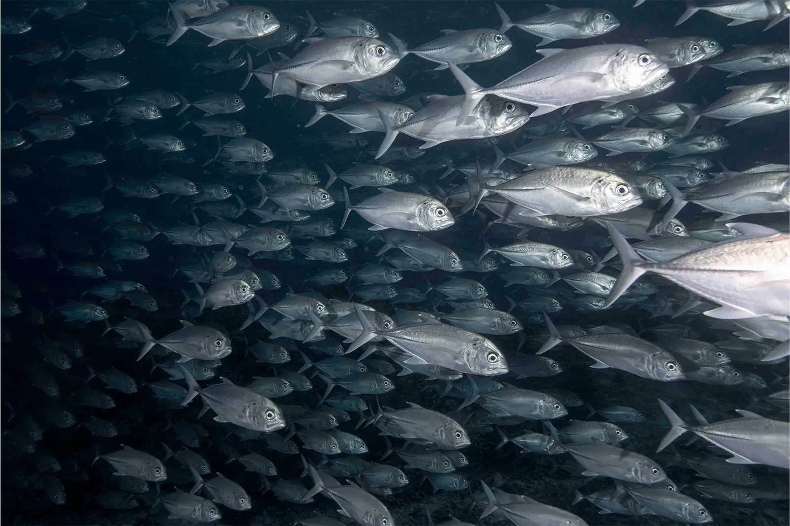 PADI Open Water Diver Course Koh Samui Thailand