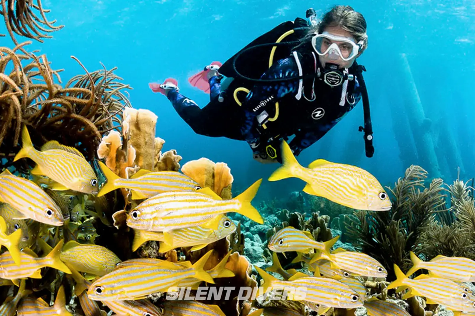 Diving Tour Koh Tao