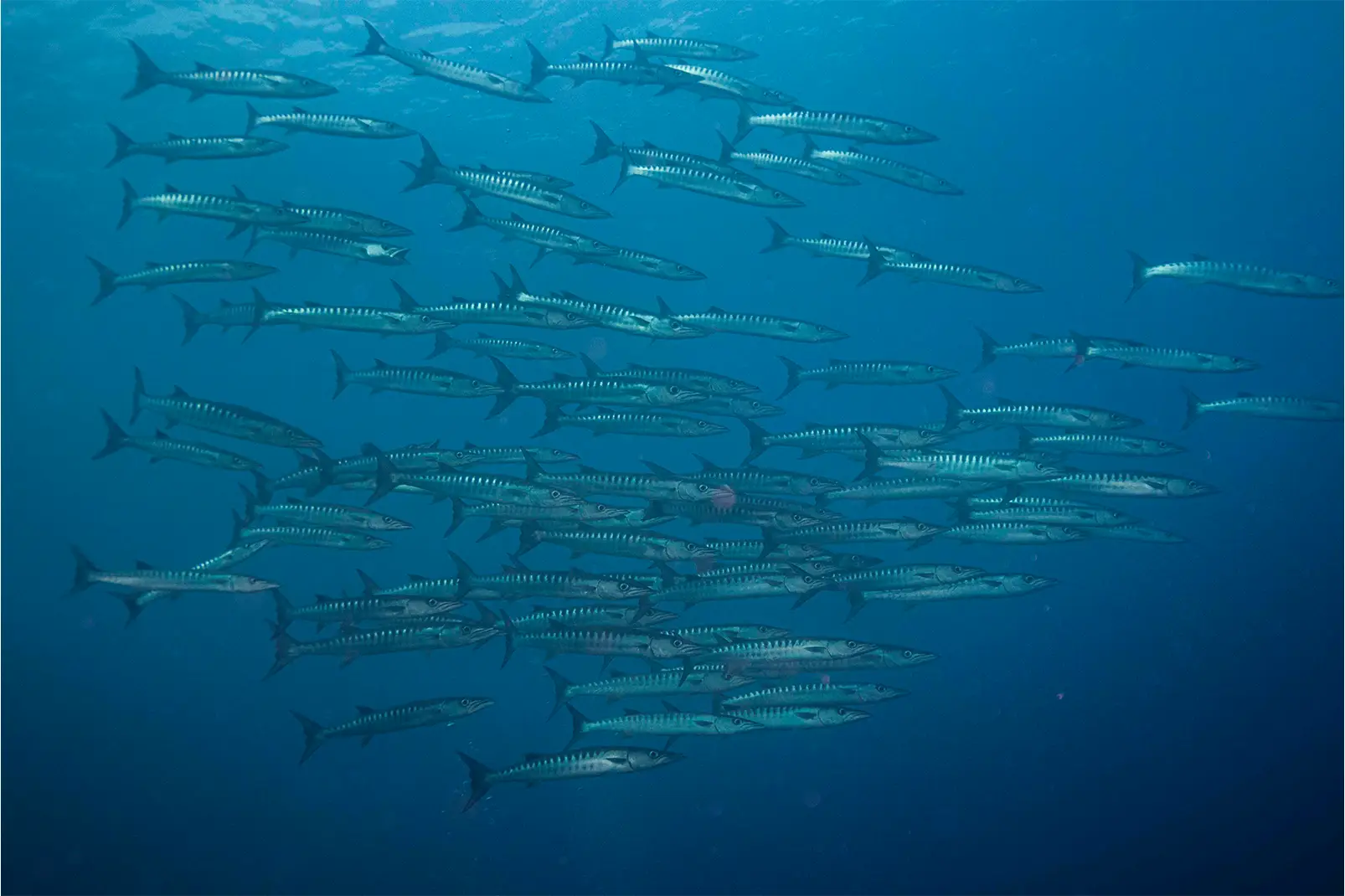 Diving Tour Chumphon Pinnacle