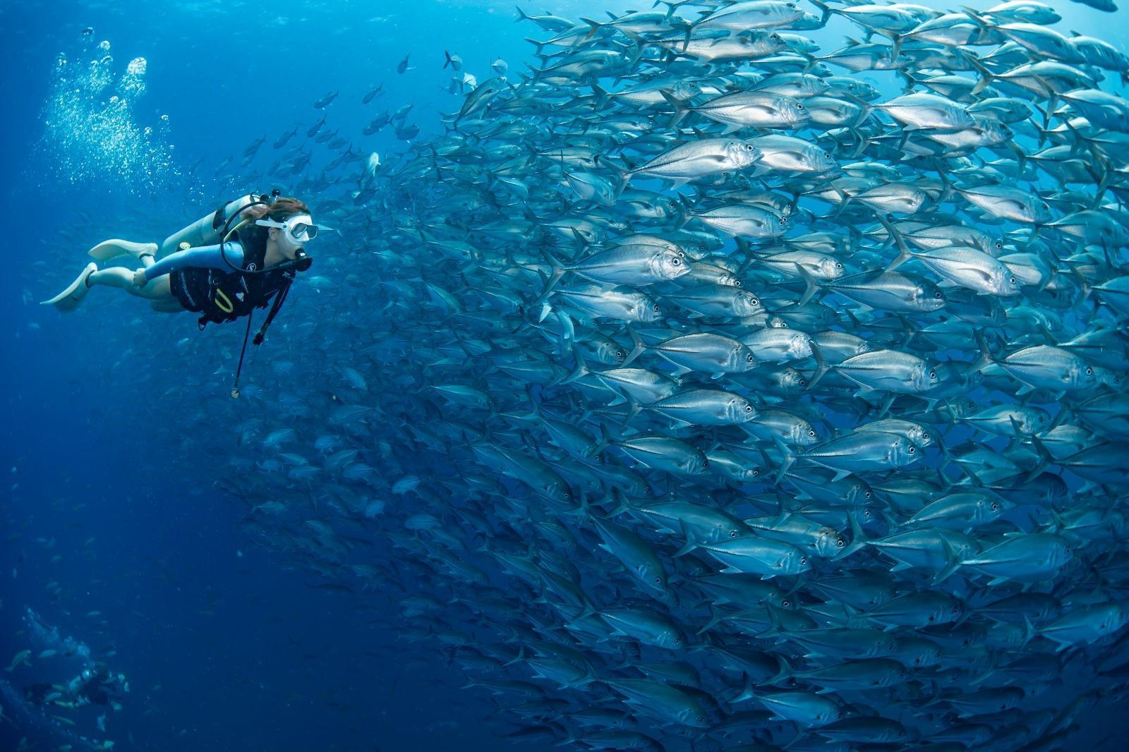 Big-eye trevally schooling at Sail Rock, Koh Samui — Silent Divers