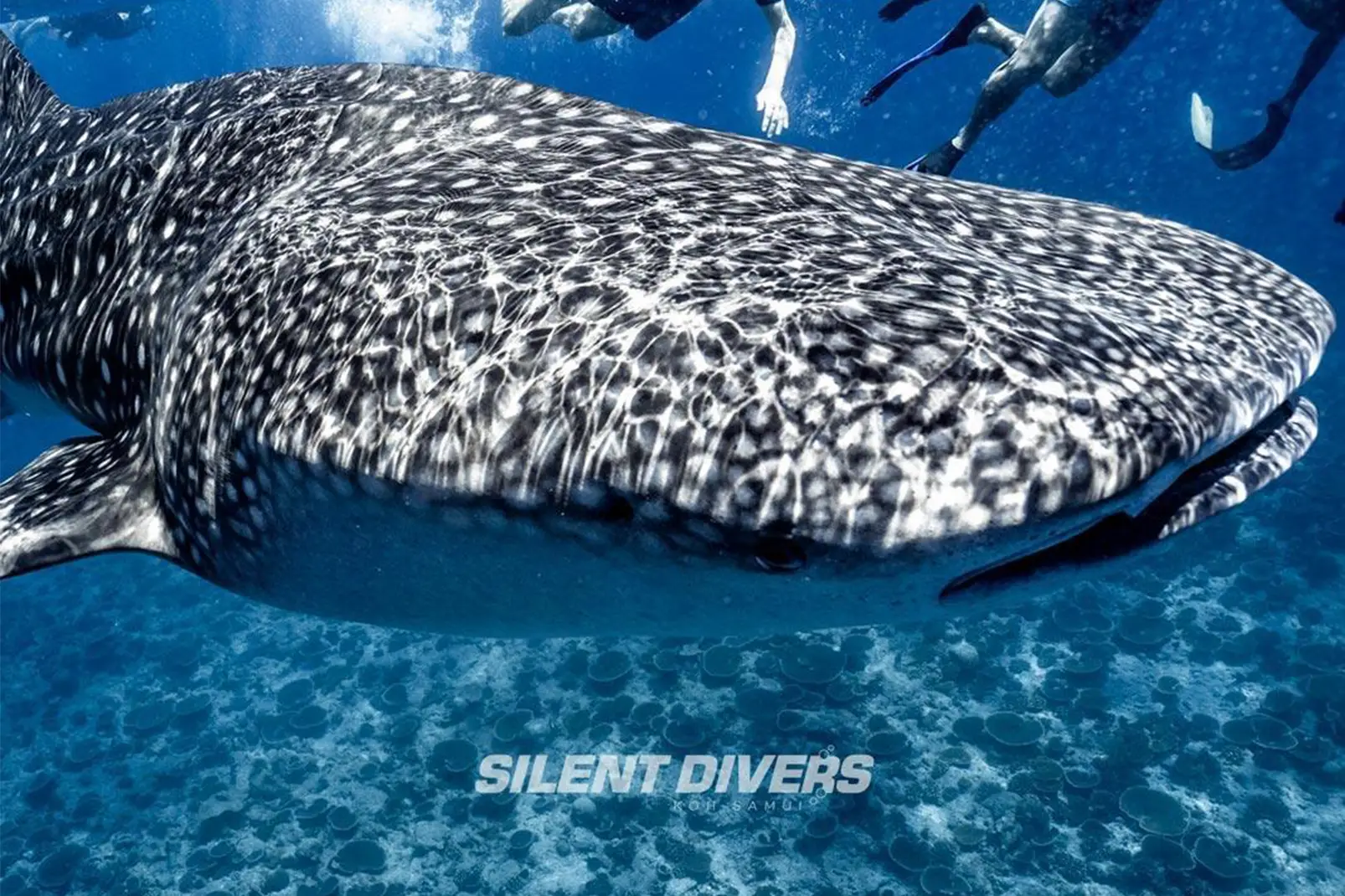 Whale Shark Season at Koh Samui & Sail Rock: When to Go