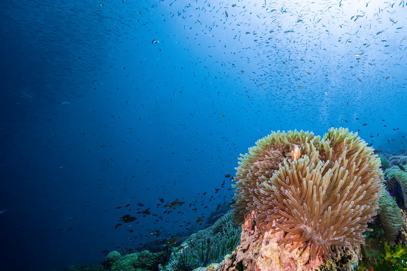 Diving Koh Samui — Sail Rock Whale Shark