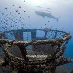 Dive Tour to Koh Tao from Koh Samui