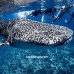 Whale Shark Dive Tour Sail Rock