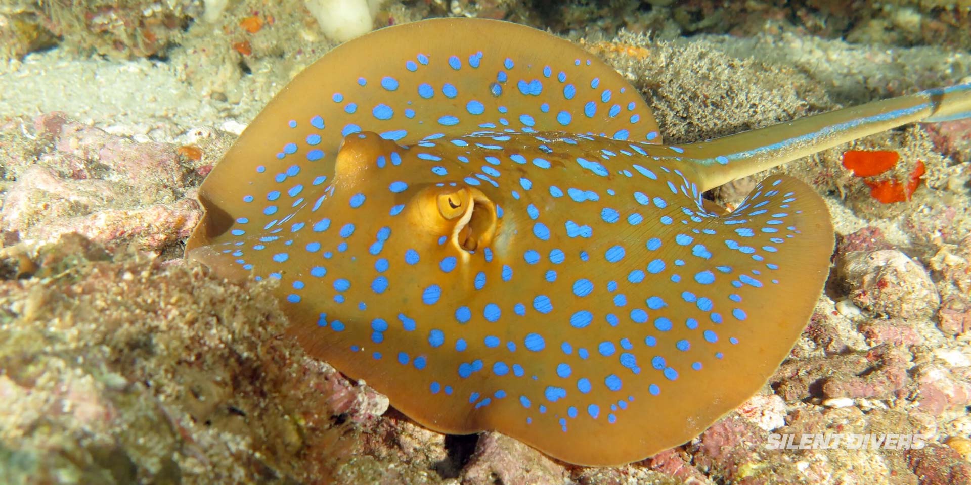 Blue Spotted Ray Samui