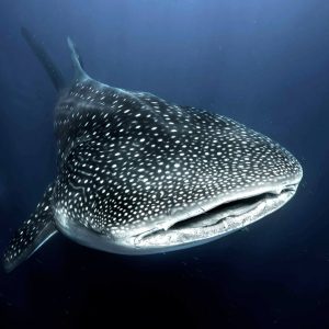 Whalesharks of Koh Samui: A Guide by Silent Divers