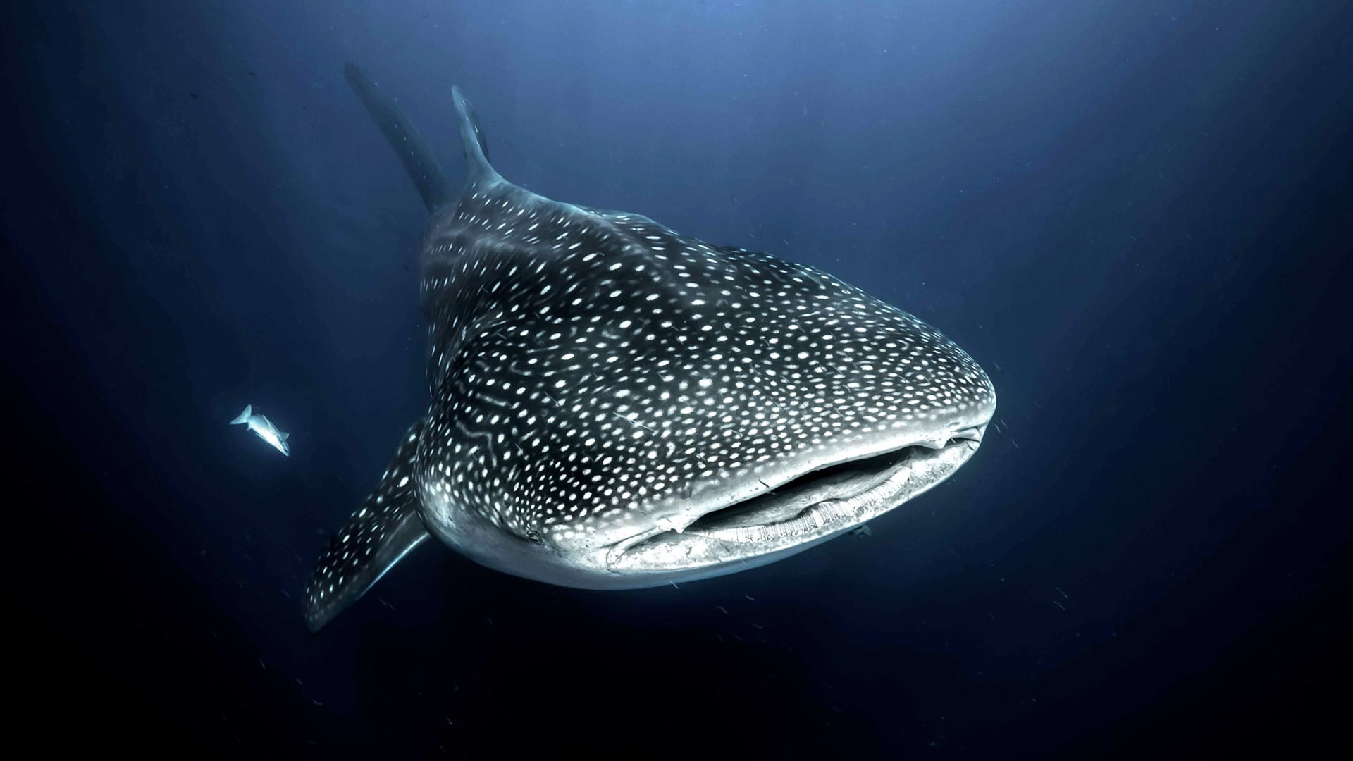 Whalesharks of Koh Samui: A Guide by Silent Divers