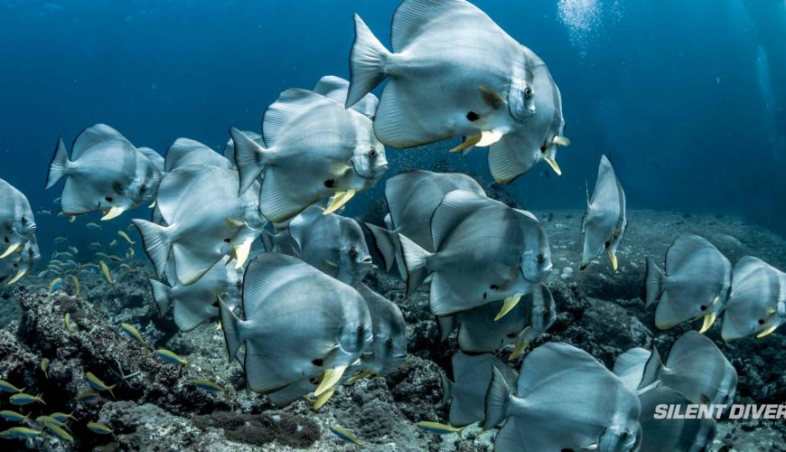 Similan Islands Underwater