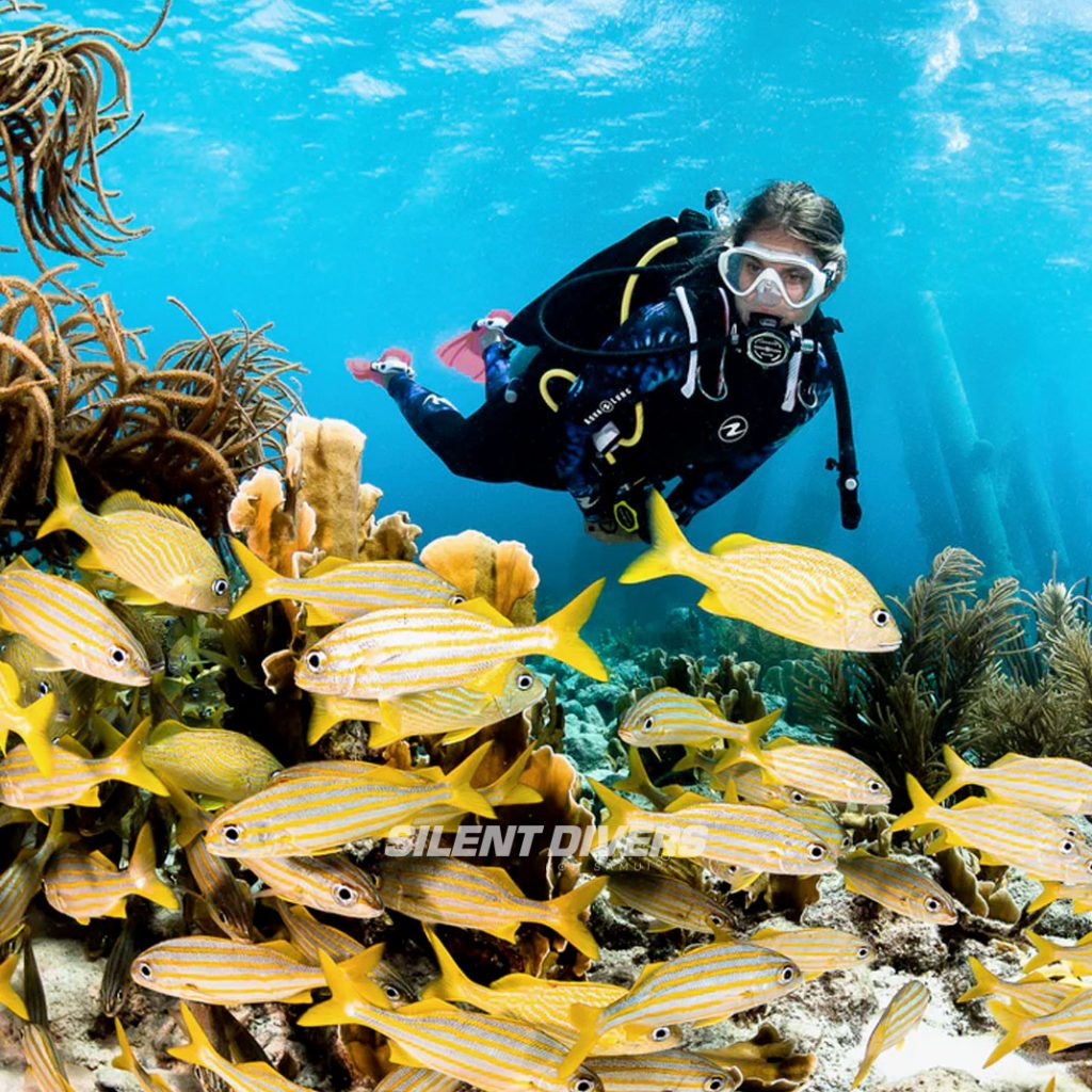 Tropical Fishes and Dive Experience Gulf Of Thailand